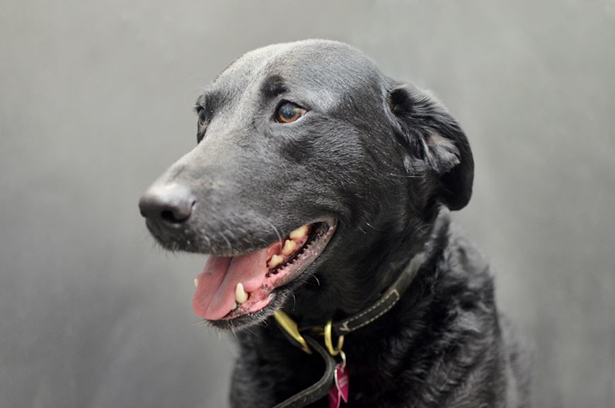04 22 Pet of the Week